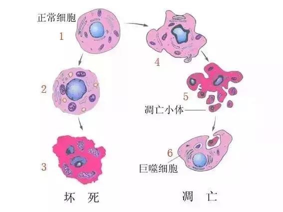 费玛贝尔，源自西班牙流淌于细胞间的生命热奇迹