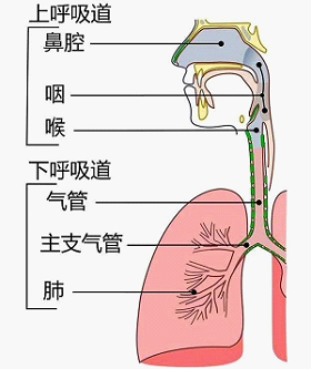 鼻朗：原来鼻腔不干净的危害这么大！大多数人都没有重视