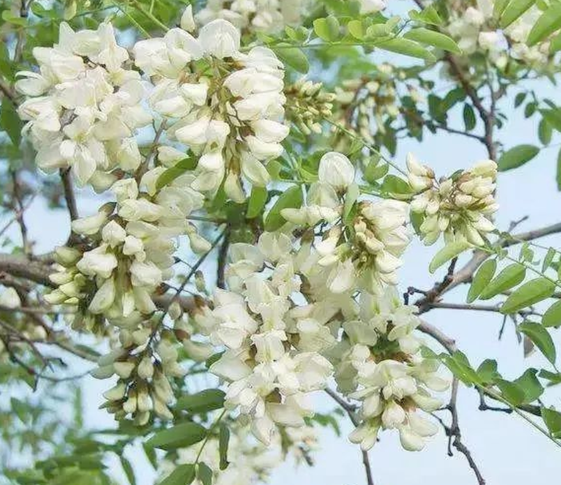 槐花不能和什么一起吃？富含胶质的食物