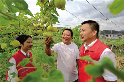 衢州开化县杨林镇：成功引种“福寿果”