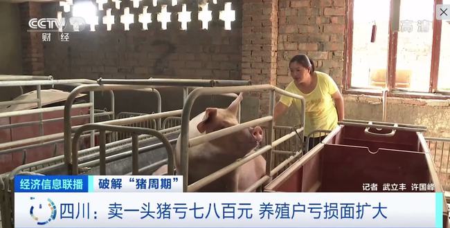 四川：卖一头猪亏七八百元 养殖户亏损面扩大