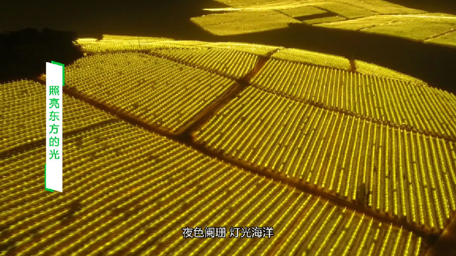海南东方|罗布泊钾肥点燃东方火龙果希望之光！