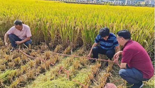 最高亩产达1123.87公斤 贵州水稻单产再创新纪录