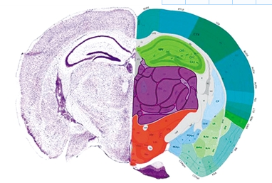 人类能全面了解大脑吗？哺乳动物大脑运动区域有详图可研究