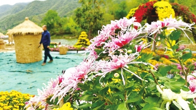 洛阳汝阳付店镇：优质菊花引领致富路