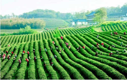 江苏南京：推广地理标志产品溯源 “雨花茶”做大做强