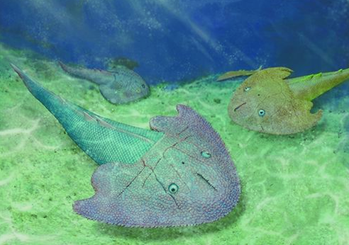 云南曲靖再现4.2亿年前最大漫游憨鱼 拥有魔鬼鱼一样的外鳃孔