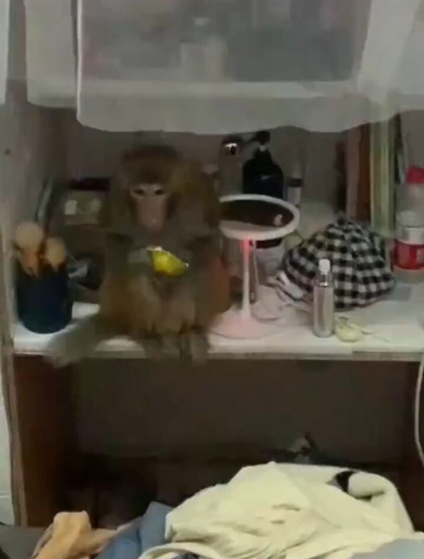 猴子闯入女生寝室大闹天宫 吃橘子、面包和牛奶