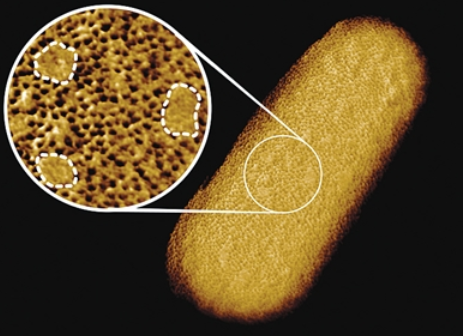 活大肠杆菌迄今最清晰结构图发布 揭示外膜结构