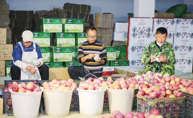 曹杰和父亲的“爱心苹果园” 助力村民增收