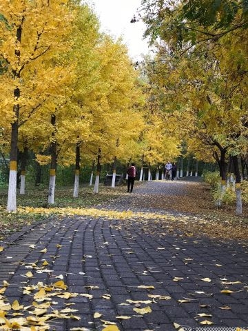 北京将迎来绚丽秋色 市属公园推出20处彩叶观赏点