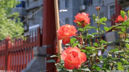买花会上瘾吗？年轻人为何愿意为鲜花买单？