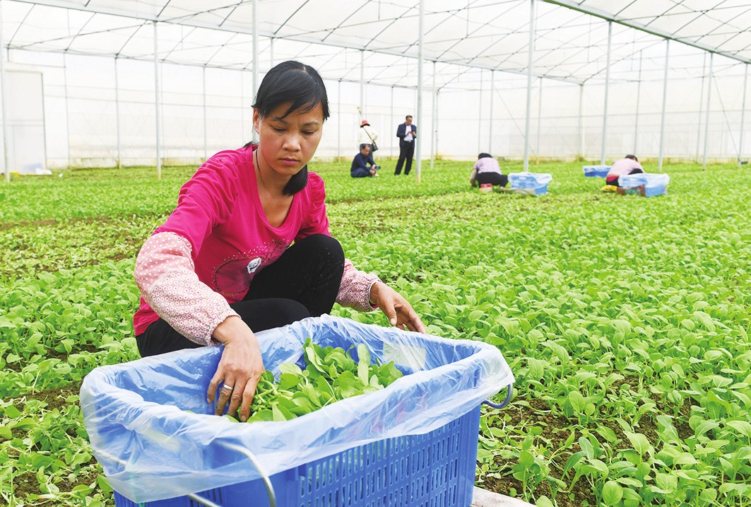 广西田东：蔬菜种植面积24万亩 产量同比增长33.2%