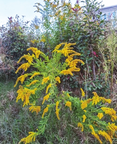 “加拿大一枝黄花”此花开处百花杀 专家：看到它请立即铲除