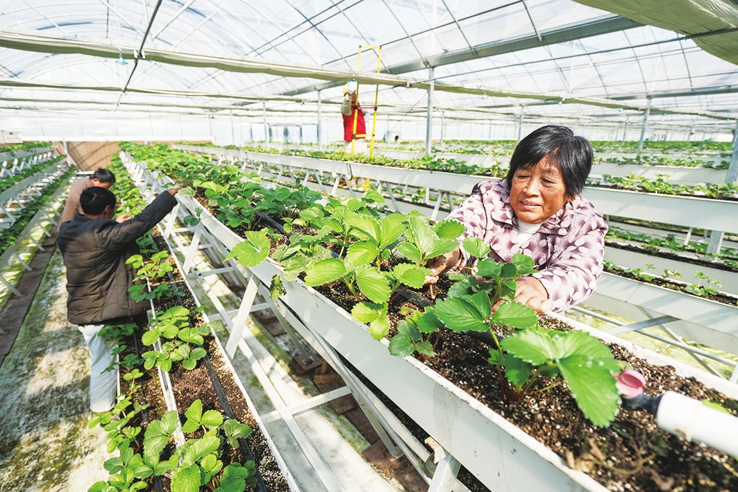 江苏靖江：草莓、蔬菜产业等 智慧农业赋能乡村振兴