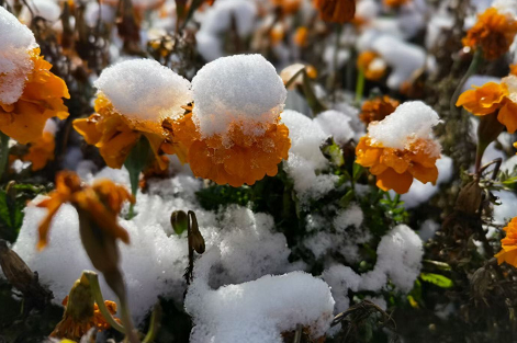 关于小雪的朋友圈语句：爱情在雪地里天荒地老