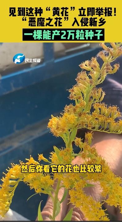 加拿大一枝黄花到底是什么 主要危害有三点