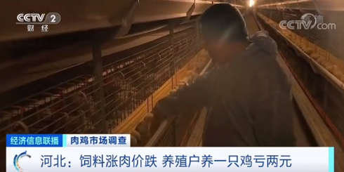 需求量逐渐下降 鸡肉价格持续低迷养殖户面临亏损