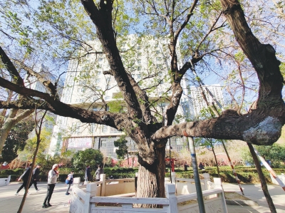 古树名木有了“护身符” 人民公园173岁的国槐吸引游人打卡