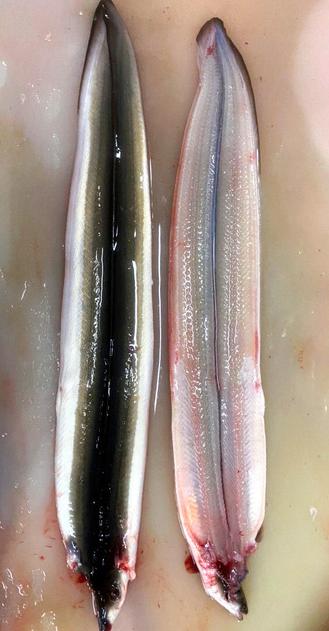 日本批发商将中国鳗鱼伪造成日本产 本国鳗鱼快被吃灭绝