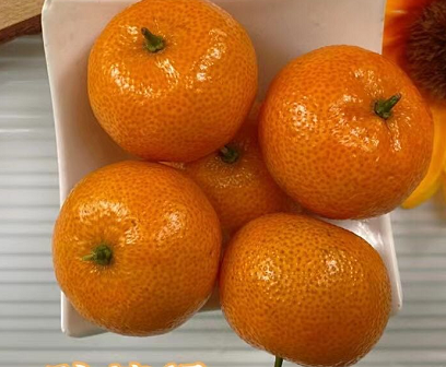黄岩蜜橘起源 至今已有1700多年栽培历史