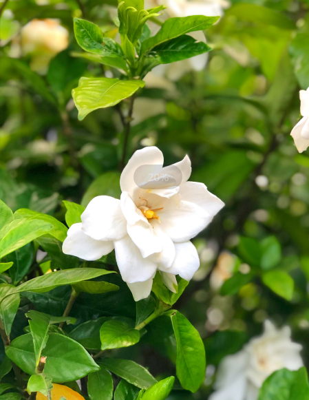 茶花冬天如何养殖 放在室外向阳温暖的避风地方