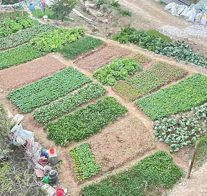 新发地建种植者联盟形成完整产业链闭环 保供应平菜价