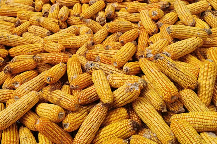 玉米种子概念上市公司有哪些？农发种业业绩如何？