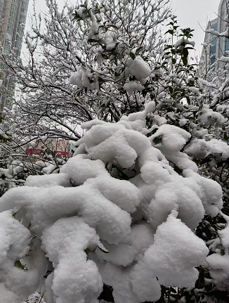 郑州发布暴雪蓝色预警 请做好防雪灾和防冻害准备工作