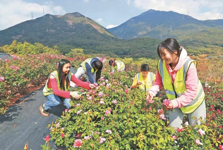 深圳大湾区月季花开 将推出一百多个品种
