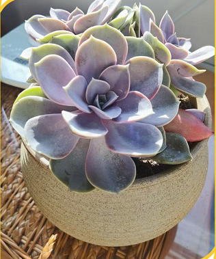 丸叶万年草怎么种植？适当的为其浇水