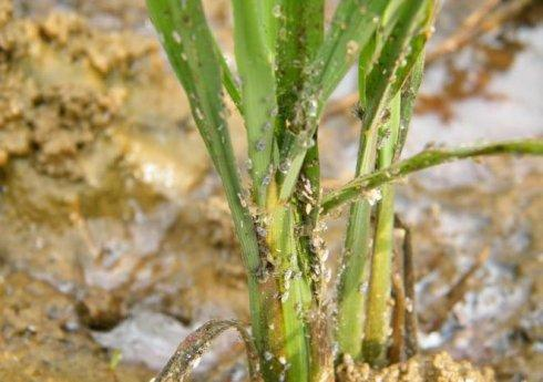 智赋丰年——河北工业大学生团队实现了智慧农业突破