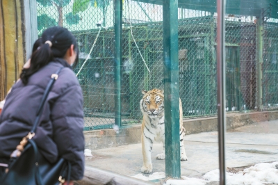 郑州市动物园恢复开园 快来沾沾老虎的“虎”气吧
