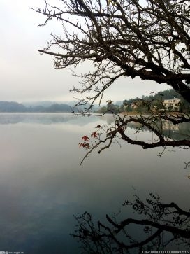 烟火树应景 郊野公园成市民新选择