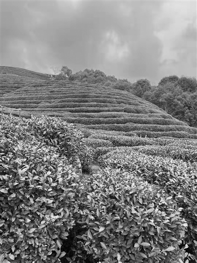连续降雨杭州茶树二月“躺平” 预计今年茶叶上市时间推迟