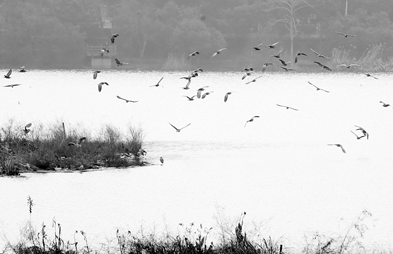 生态环境显著提升 南门湖湖中小岛成鸟类乐园