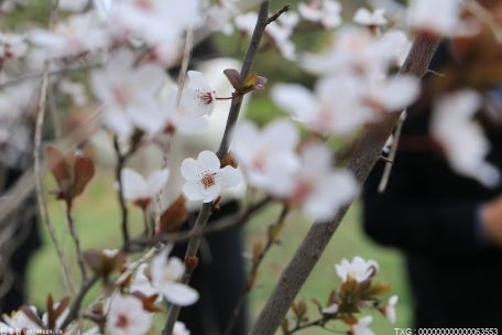 春暖花开！武汉樱花将于3月中旬绽放 花期约17天