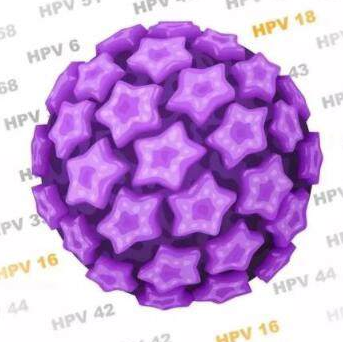 小常识！二价HPV疫苗可以预防：16型、18型