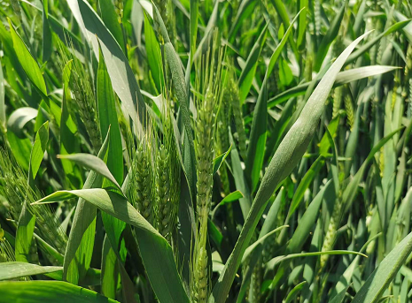 保障春灌供水！肥乡区水利局全力保障冬小麦喝足返青水