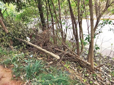 濂溪区怡竹苑物业修剪树木引发争议 出于居民安全考虑？