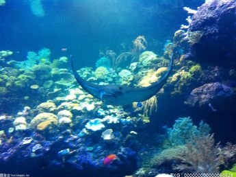 用水草在鱼缸里“作画”！泸州有没有水草造景师？