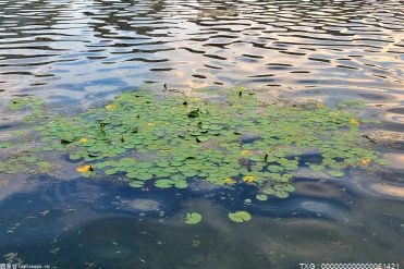 牛奶煮苹果的功效与作用 牛奶煮苹果能提高肠道健康吗?