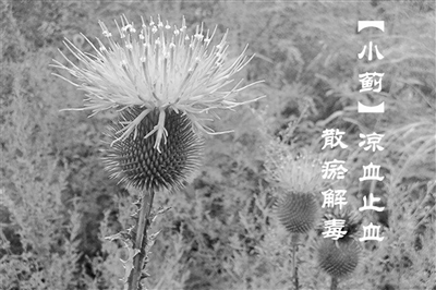 野花野草也是“救急药” 小蓟（刺儿菜）：凉血止血散瘀解毒消痈