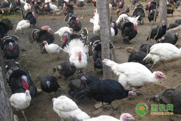 火雞養殖成本和技術 一年飼養二季即可獲純利1萬元以上