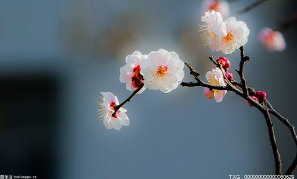 固安调整农业产业结构 促进农旅融合发展助力乡村振兴