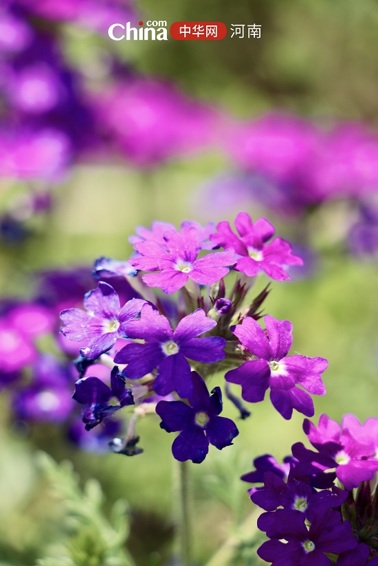 来自郑州五月的浪漫 色彩缤纷的花儿在微风中摇曳生姿