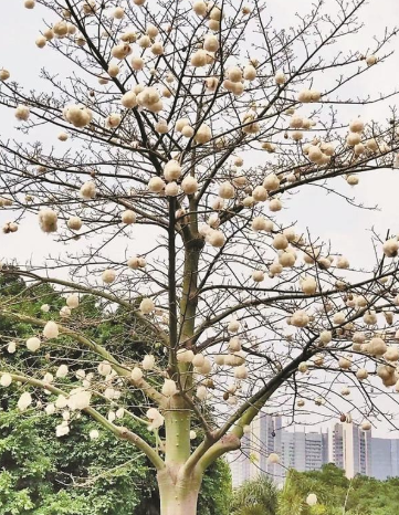 又到了木棉飞絮时 有过敏体质的市民要注意避开这些花絮