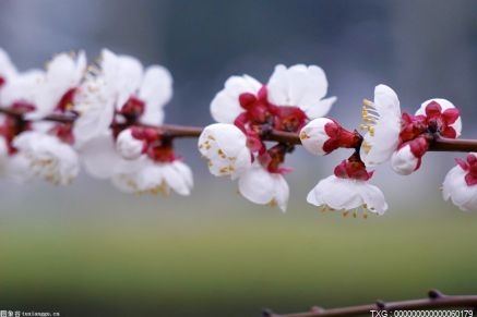 碗莲多久发芽开花?种碗莲只用石子可以吗？播种注意事项有哪些？