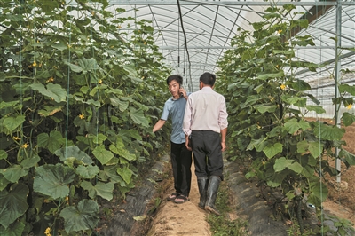 桐庐小伙回乡种大棚蔬菜10年 “一年辛苦下来，有几十万收入”