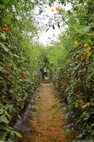 西红柿怎样修剪才能高产？西红柿的种植方法和管理技术介绍